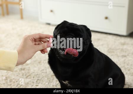 Frau, die dem süßen Mops-Hund Pille im Zimmer gibt, Nahaufnahme Stockfoto