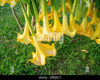 Brugmansia. engelstrompeten. Baumartiger Sträucher im Süden. Gelbe Blumen. Glocken. Bush in der urbanen Praxis. Exotisch aus dem Süden. Schnell wachsende Pflanze Stockfoto