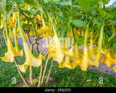 Brugmansia. engelstrompeten. Baumartiger Sträucher im Süden. Gelbe Blumen. Glocken. Bush in der urbanen Praxis. Exotisch aus dem Süden. Schnell wachsende Pflanze Stockfoto