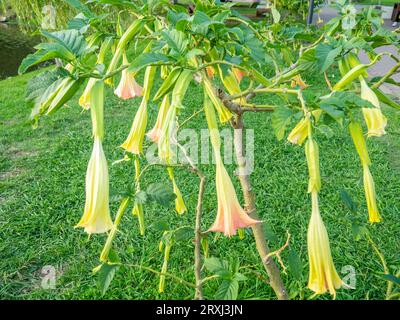 Brugmansia. engelstrompeten. Baumartiger Sträucher im Süden. Gelbe Blumen. Glocken. Die Knospen der Kultur haben ein anhaltendes charakteristisches Aroma, das Stockfoto