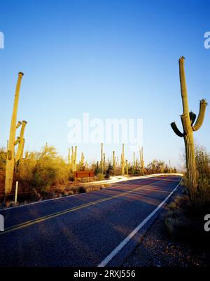 Doppelte Exposition von Verkehr und Saguaro in der Westeinheit des Saguaro National Park. Tucson, Arizona Stockfoto