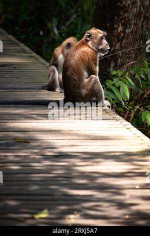 Ein Paar Makaken sitzt auf einer Promenade im singapurischen Dschungel, wobei einer auf den Dschungel blickt Stockfoto