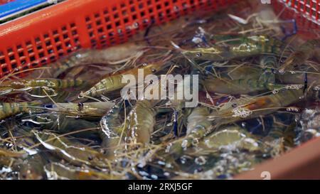 Lebende Garnelen, die auf einem traditionellen Fischmarkt im Wasser verkauft werden. Ein kleiner Fischladen auf dem asiatischen Fischmarkt Stockfoto