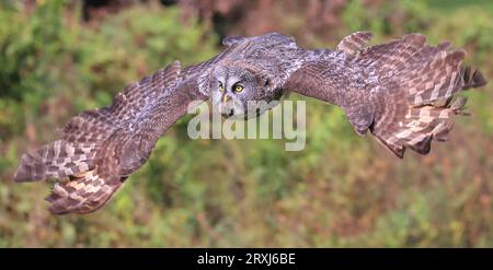 Great Grey Owl fliegt im Wald, Quebec, Kanada Stockfoto