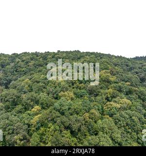 Tropische Wälder können große Mengen an Kohlendioxid aus der Atmosphäre aufnehmen. Stockfoto