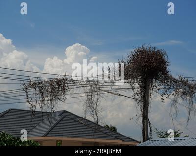 Pflanzen und Reben wachsen um Stangen und Drähte herum mit weißer Wolke und blauem Himmel im Hintergrund Stockfoto