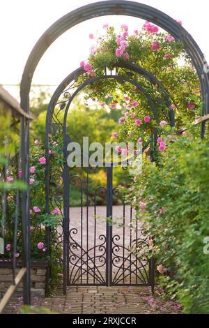 Kletterrose Blumen über Vintage offene Gartentür. Wunderschöne Sommerrosen blühen im Dorf. Großer hängender Rosenstrauch über dem Eingangstor aus Metall. Stockfoto