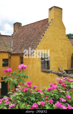 Außenansicht eines historischen gelben Stuckgebäudes mit Lehmziegeldach in Culross, Schottland, mit wunderschönen rosa blühenden Rosen im Vordergrund Stockfoto