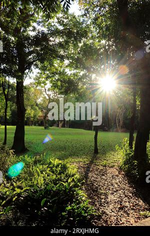 Der Anblick eines Parks mit üppigen grünen Bäumen und Sonnenlicht, das durch die durchscheinende Sonne verursacht wird, ist erfrischend und beruhigend. Stockfoto