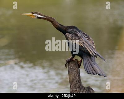 Langhalsfische, die Vögel fressen, nennen einen Darter. Australischer Vogel mit dunklen Federn und schönen goldenen Cremefedern auf den Flügeln. Stockfoto