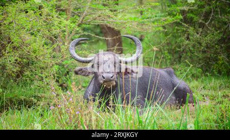 Große gehörnte Wildwasserbüffel, die sich in einem kleinen Schlammbecken im Yala-Nationalpark abkühlen und direkt auf die Kamera schauen. Stockfoto