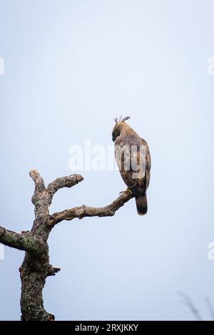 Wechselbarer Adler-Falke auf einem toten Baumzweig, Blick von Vögeln zurück gegen den klaren Himmel. Stockfoto