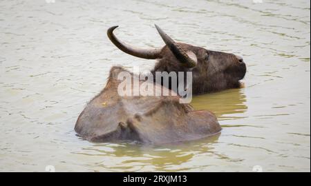 Wilde Büffel, die sich am Abend im Yala-Nationalpark im Wasserloch abkühlen. Große gehörnte Büffel tauchen in das schmutzige, matschige Wasser ein. Stockfoto