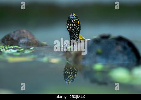 Flaches Frontprofil einer gefleckten Teichschildkröte, die sich auf einem schwimmenden Baumstamm in einem kleinen Teich am Rande des Kaziranga-Nationalparks, Assam, befindet Stockfoto