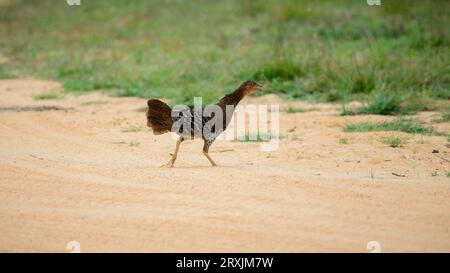 Weibliche Dschungelvögel laufen im Sand des Yala-Nationalparks. Laute Geräusche, wenn das Gerät auf das Rasenfeld läuft. Stockfoto