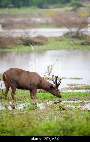 Hirschgras in den Sumpfgebieten im Yala-Nationalpark, majestätische männliche Sambarhirsche aus Sri Lanka, Seitenansicht, wunderschöner natürlicher Lebensraum. Stockfoto