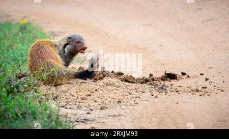 Die Mungos (Urva vitticolla) graben auf einer Schotterstraße im Yala-Nationalpark auf Elefantendung. Stockfoto