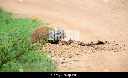 Mungos (Urva vitticolla), die auf den Schotterstraßen der Yala-Wildsafari Elefantendung gräbt und isst. Stockfoto
