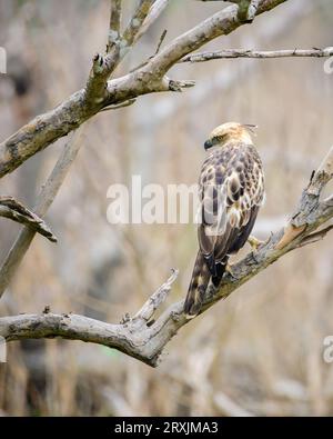 Schopfhawk-Adler-Barsch in einem Blick auf einen Baumzweig vom Rücken des Vogels. Dieser wunderschöne und majestätische Jägervogel wurde im Yala-Nationalpark gesichtet. Stockfoto