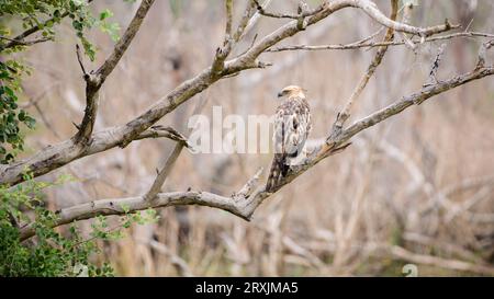 Schopfhawk-Adler-Barsch in einem Baumzweig Foto aus der Hinterlandansicht des Vogels. Dieser wunderschöne und majestätische Jägervogel wurde in Yala gesichtet Stockfoto