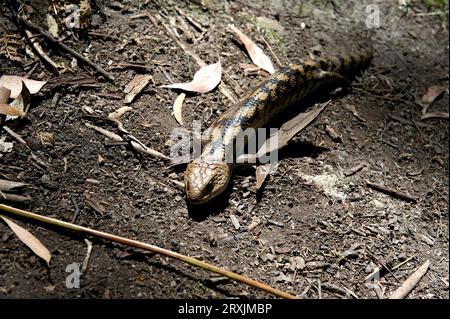 Ich bin fast auf diese geblockte Blauzungenechse (Tiliqua Nigrolutea) getreten - auch bekannt als die Südliche Blauzunge - im Hochkins Ridge Reserve. Stockfoto