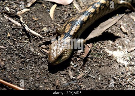 Ich bin fast auf diese geblockte Blauzungenechse (Tiliqua Nigrolutea) getreten - auch bekannt als die Südliche Blauzunge - im Hochkins Ridge Reserve. Stockfoto