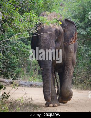 Riesiger asiatischer wilder Elefant marschiert in Richtung Safari-Jeep im Yala-Nationalpark. Stockfoto