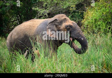 Großer asiatischer Elefant, der im Sumpfgebiet steht und frisches grünes Gras isst und das Gras am langen Stamm in den Mund steckt, von der Seite Blick auf das majestätische Stockfoto