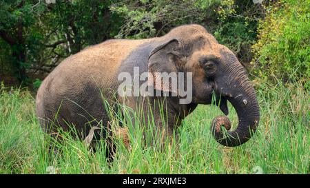 Großer asiatischer Elefant, der im Sumpf steht und frisches grünes Gras grast, Seitenansicht des majestätischen Sri-lankischen Elefanten im Yala-Nationalpark. Stockfoto