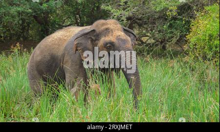 Großer asiatischer Elefant, der im Sumpf steht und frisches grünes Gras grast, Seitenansicht des majestätischen Sri-lankischen Elefanten im Yala-Nationalpark. Stockfoto