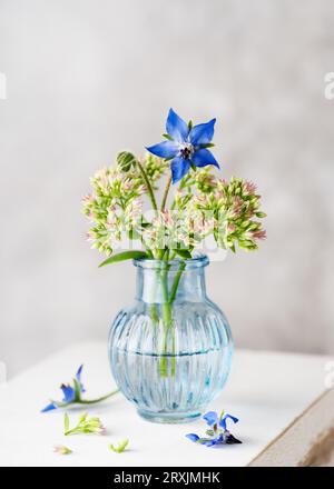 Schöne blaue essbare Blume und haarige Borretschensäume mit Orpine „Autumn Joy“-Pflanze in einer Mini-Vase aus blauem Glas. (Borago officinalis) Kopierraum Stockfoto