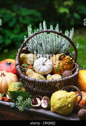 Stillleben mit vielen Reifen, verschiedenfarbigen und geformten Kürbissen in einem Korb auf rustikaler Holzkiste. Kürbisernte für halloween-Party. Stockfoto