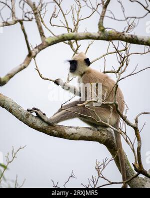 Getuftete graue Langur, die auf einem Baum sitzt, entspannte, düstere Wolken im Hintergrund, Affe isoliert im Yala-Nationalpark. Stockfoto