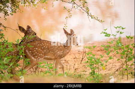 Ein Paar gefleckte Hirsche nähern sich am Abend dem Wasserloch. Wunderschöne Wildtiere im Yala-Nationalpark. Stockfoto