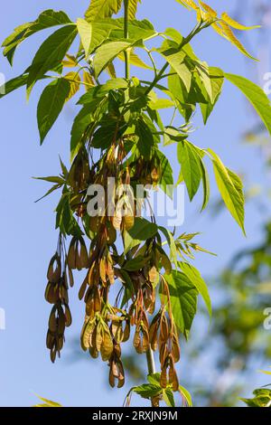 Nahaufnahme der rötlich-rosa reifen Früchte des Ahorns. Stockfoto