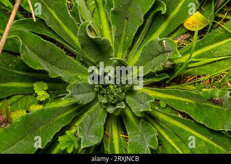 Nahaufnahme einer haarigen Rosette mit Tautropfen und gefallenen Blättern von Verbascum thapsus grosse oder gemeine Königskerze im ersten Wachstumsjahr. Stockfoto