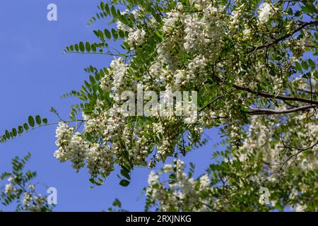 Üppiger blühender Akazienzweig von Robinia pseudoacacacia, falsche Akazie, schwarze Heuschrecke aus der Nähe. Nektarquelle für zarten, aber duftenden Honig. Heuschrecke Stockfoto