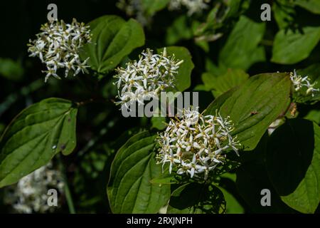 Hahnenholz - lateinischer Name - Cornus sanguinea. Stockfoto