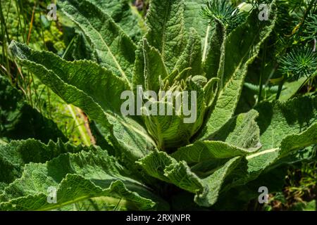 Nahaufnahme einer haarigen Rosette mit Tautropfen und gefallenen Blättern von Verbascum thapsus grosse oder gemeine Königskerze im ersten Wachstumsjahr. Stockfoto