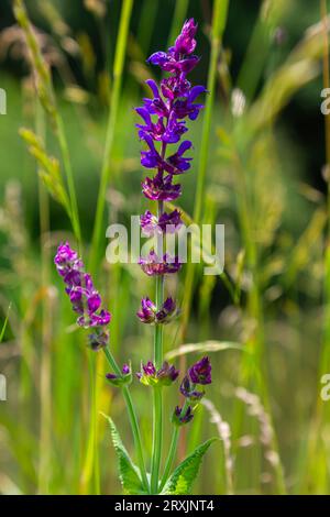 Blumen des Waldes Salbei, Salvia nemorosa, Nahaufnahme. Hintergrund der Salvia nemorosa, einer salvia mit wunderschönen violetten Blüten. Violette Blüten der Eiche sa Stockfoto