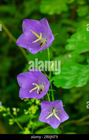 Ballonblume, Tossock Bellflower, Campanula persicifolia oder Campanula carpatica violette Glockenblumen im Herbstgarten. Stockfoto