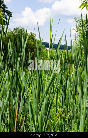 typha Wildpflanze am Teich, sonniger Sommertag. Typha angustifolia oder Cattail. Stockfoto