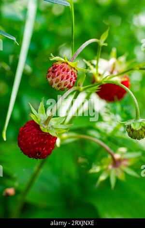 Makrofoto von Fragaria vesca, allgemein als wilde Erdbeere bezeichnet. Stockfoto