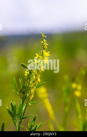 Die Blumen von Melilotus officinalis stehen im Sommer im hellen Hintergrund. Verschwommener Hintergrund von Gelb - Grün. Geringe Schärfentiefe. Stockfoto