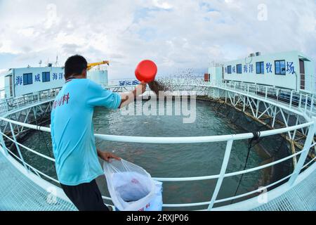 (230926) -- ZHANJIANG, 26. September 2023 (Xinhua) -- Ein Mitarbeiter ernährt goldene Pomfretfilet auf 'Haiwei-2', einer intelligenten semi-tauchbaren Aquakulturplattform in der Liusha-Bucht von Zhanjiang, Provinz Guangdong im Süden Chinas, 20. September 2023. „Haiwei-2“ ist eine riesige Meeresranch, die fast 1 Million Goldpompffrette von rund 100 Tonnen trägt. Mit einer Länge von 86 Metern, einer Breite von 32 Metern und einer Höhe von 16,5 Metern verfügt die riesige Plattform über eine Kapazität von 30.000 Kubikmetern Wasser für die Aquakultur und kann in einem Zyklus über 500 Tonnen Fisch ernten. Ausgestattet mit Solarstromanlage, die Plattform Stockfoto