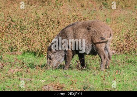 Mitteleuropäisches Wildschwein (sus scrofa) Junges Jungtier, auch als Wildschwein oder Eurasisches Wildschwein bekannt, das sich auf Grünland in Deutschland ernährt Stockfoto