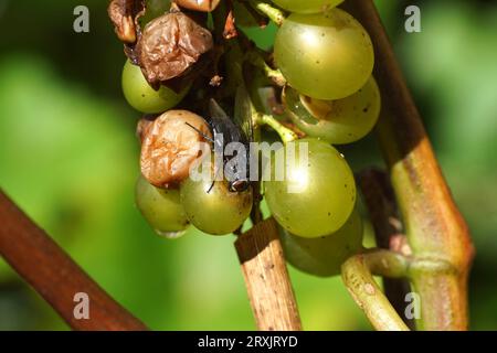 Blaue Flaschenfliege Calliphora vicina, Familienfliegen (Calliphoridae), die grüne Trauben essen. Ein paar verfaulende Trauben. Holländischer Garten. September Niederlande Stockfoto