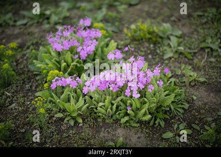 Rosa Blumen von siebold Primrose. Selektiver Fokus. Stockfoto