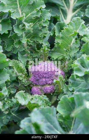 Brokkoli, Claret, F1, Purple Sprouting, Brassica oleracea, violette Speere im Frühjahr Stockfoto