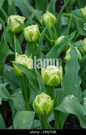Tulip Avant Garde, Tulipa Avant Garde, doppelte Tulpe, rosenartig wie helle Zitronenblüten im frühen Frühjahr, Stockfoto